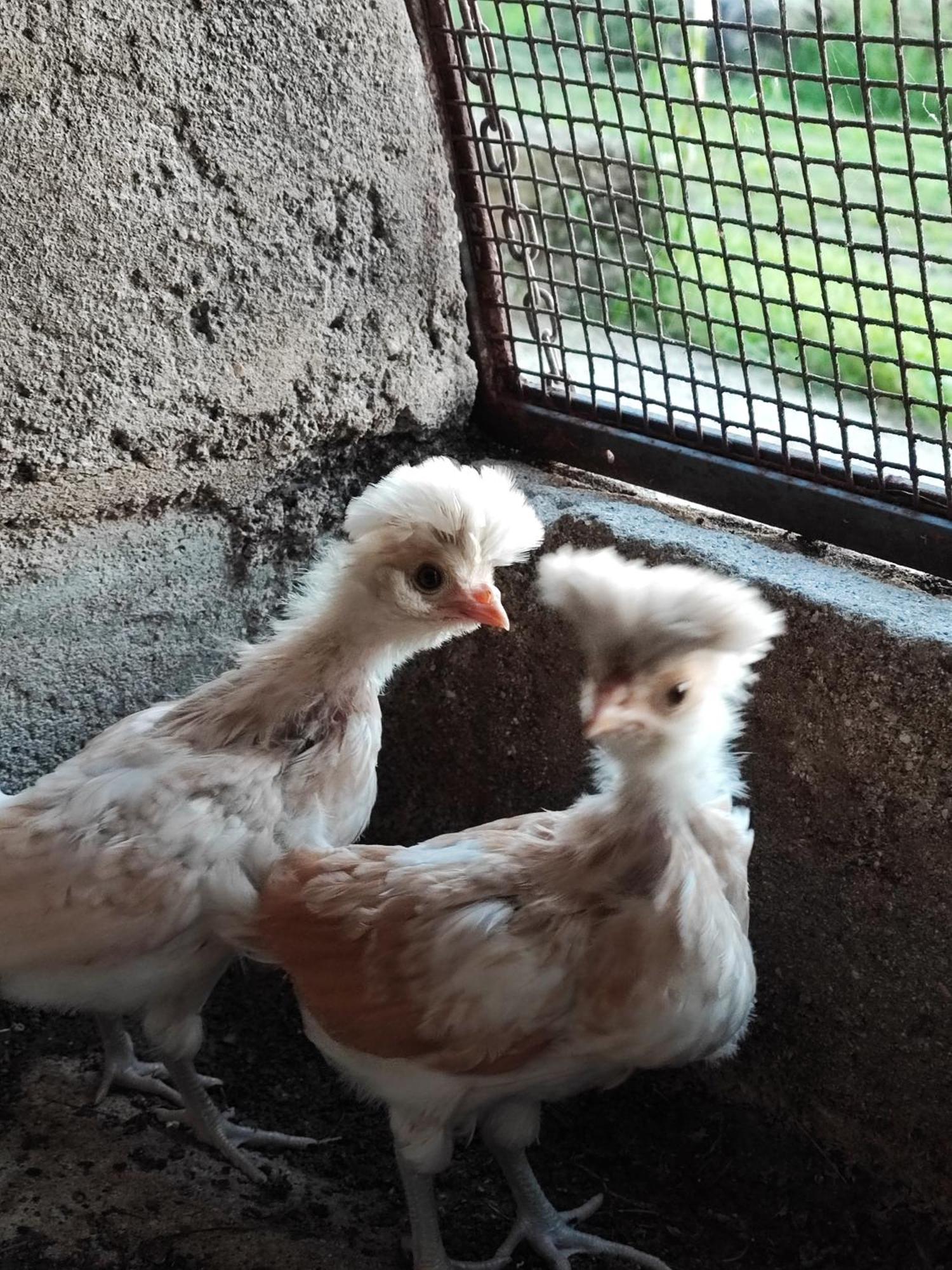 Ca' Dei Berici - Residence Ad Arcugnano Grancare Oda fotoğraf